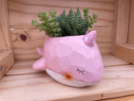 "Gentle Whale" with ASSORTED Succulents (Pink)