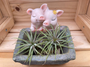 "Mr. and Mrs. Piggy" Set 1 with ASSORTED Airplants