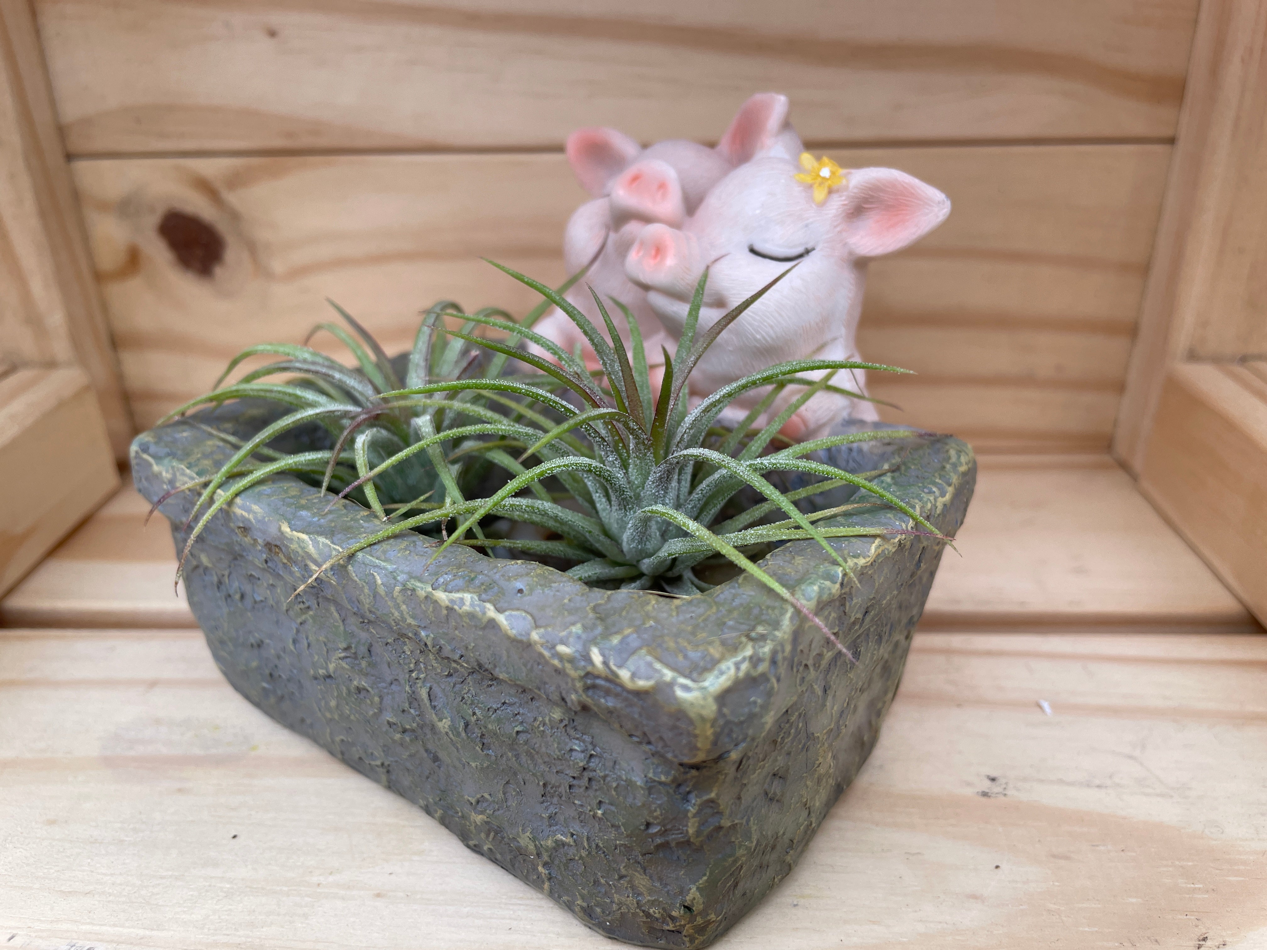 "Mr. and Mrs. Piggy" Set 1 with ASSORTED Airplants