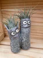Mr. and Mrs. Cat with ASSORTED Airplants