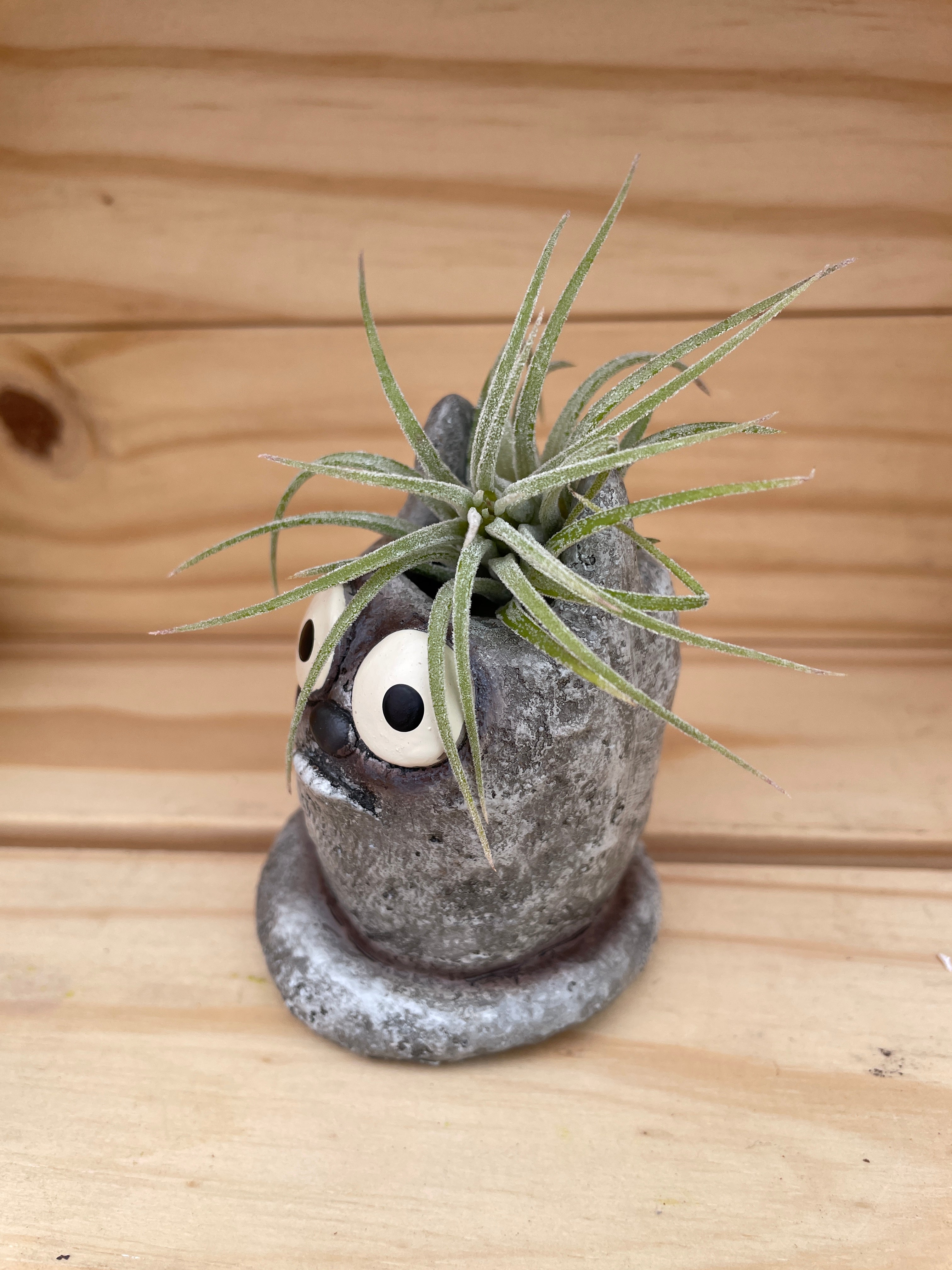 Cutie Cat with ASSORTED Airplant