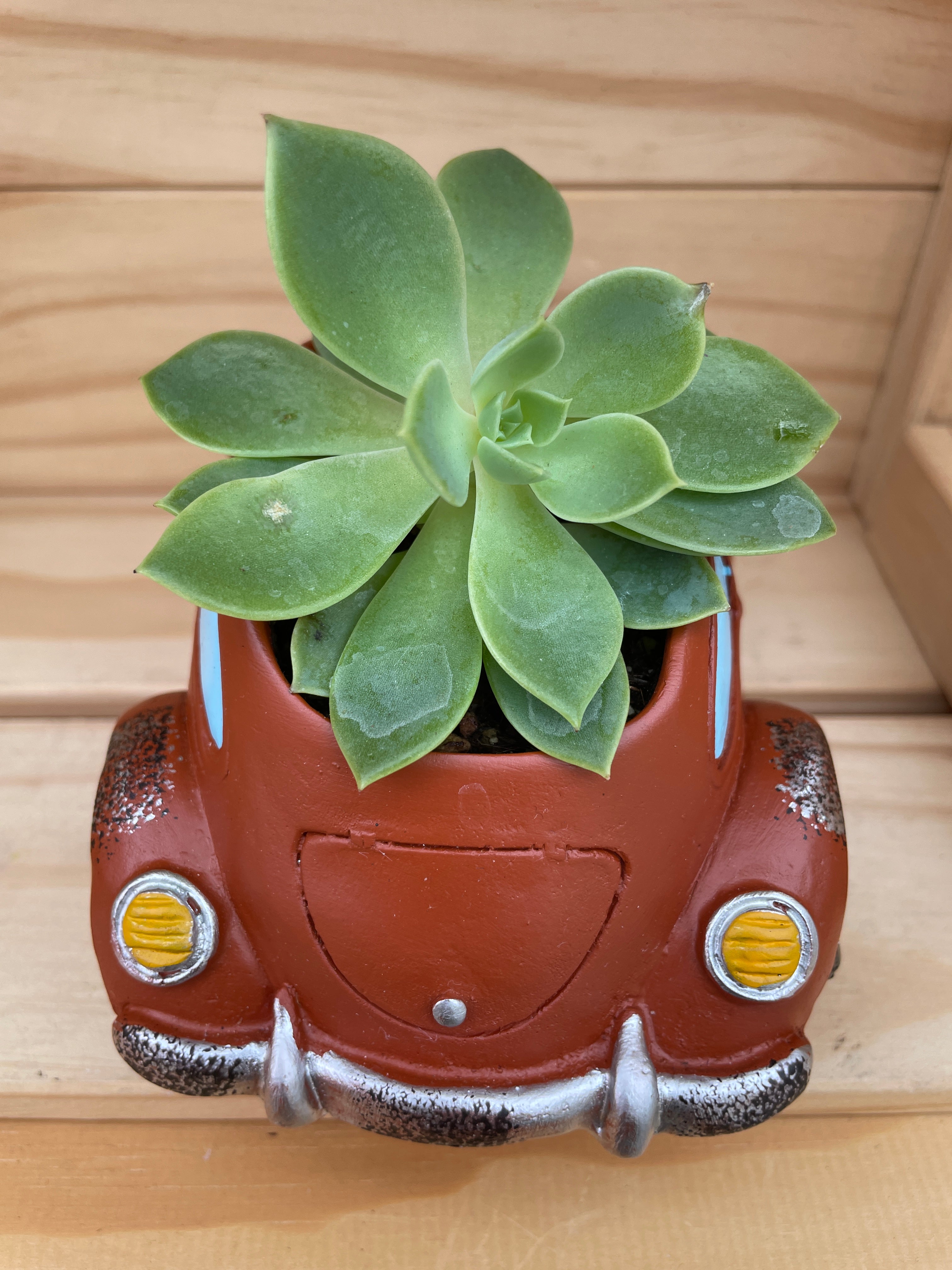 "Red Beetle" with ASSORTED Succulents