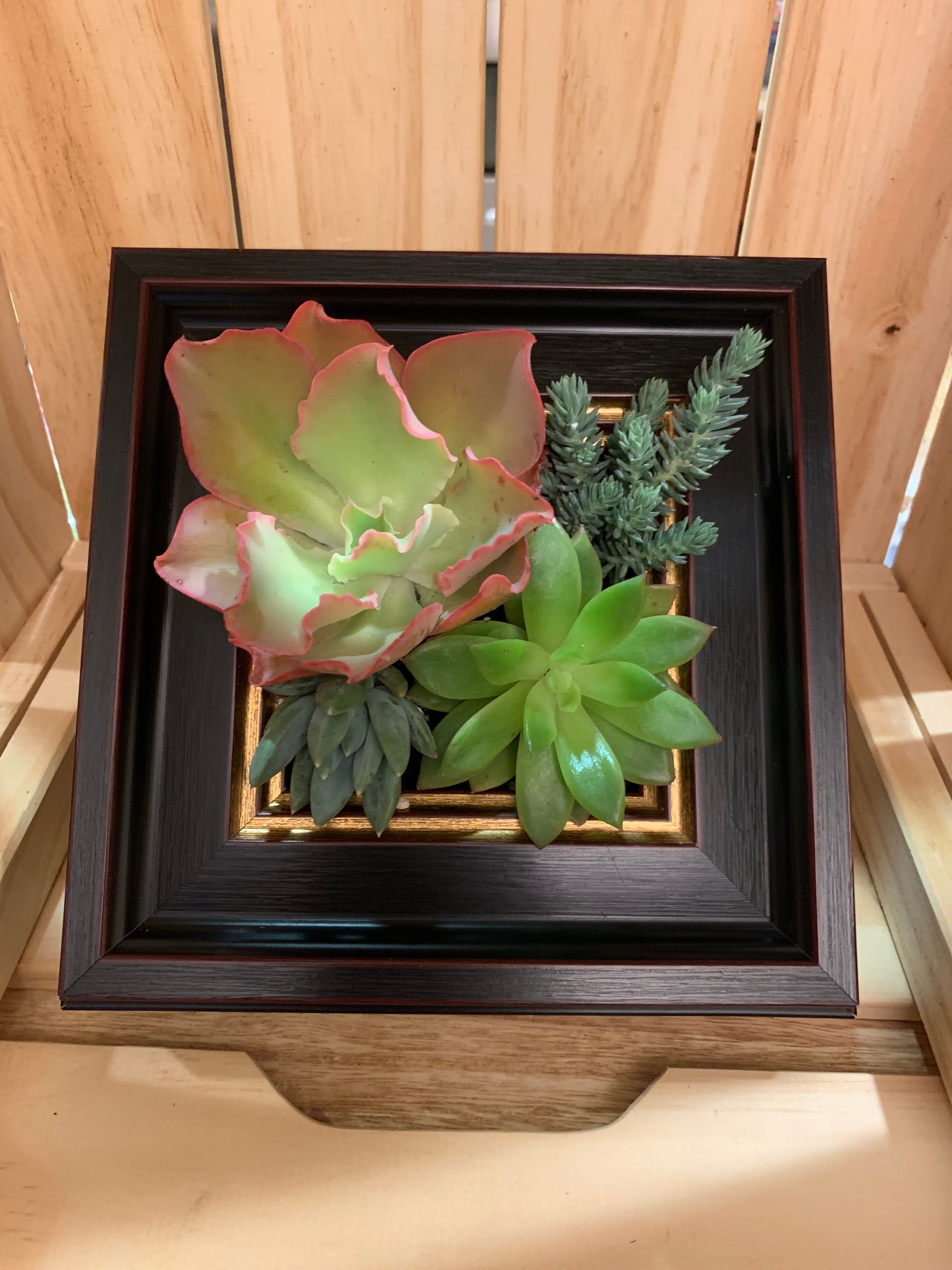 Photo Frame Succulents