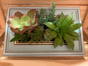 Photo Frame Succulents