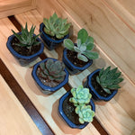 2" Assorted Succulents /w Small Bonsai pot - Set of 6 (B)