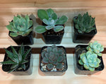 2" Assorted Succulents /w Plastic Pot - Set of 6 (B)