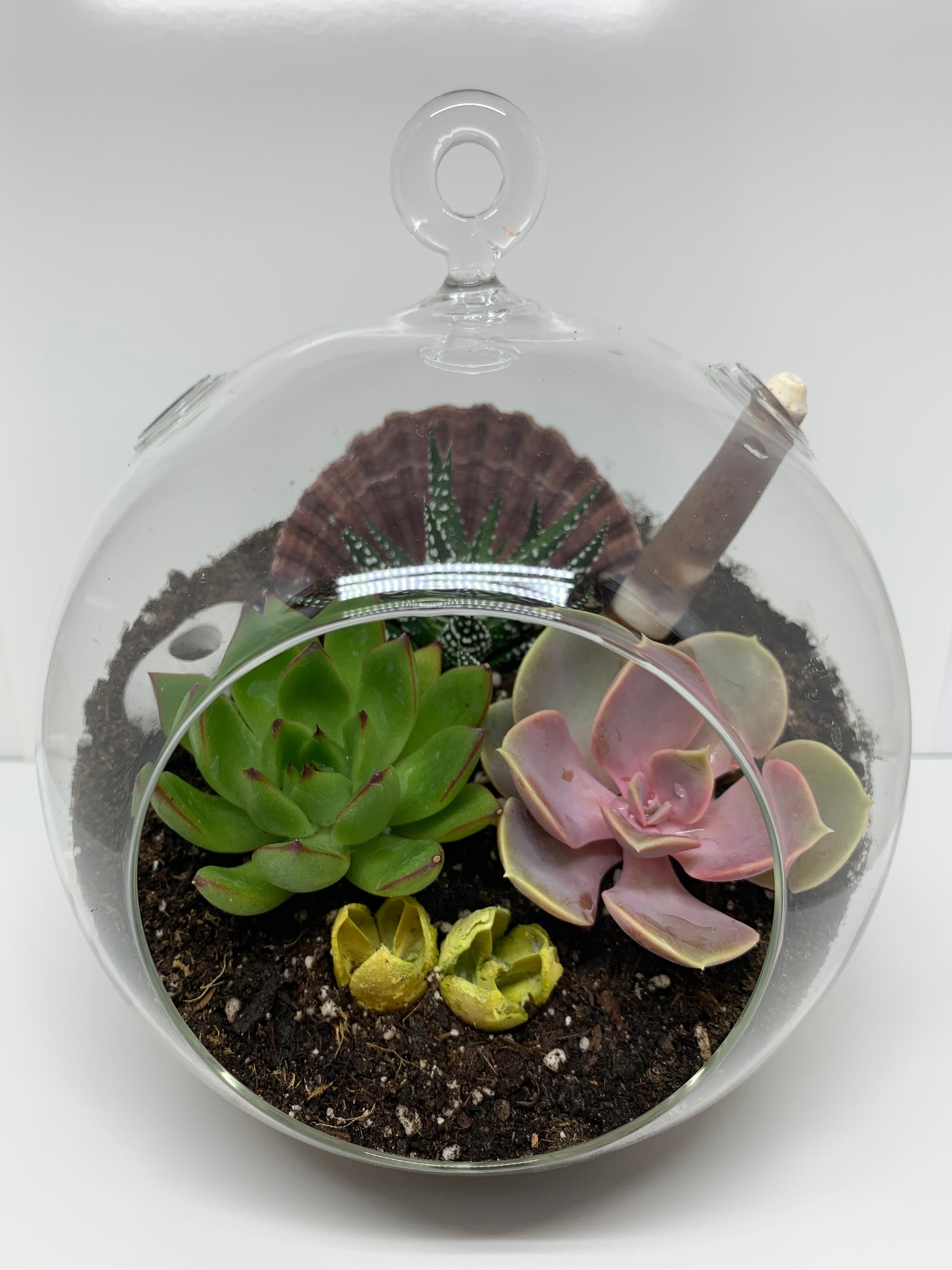 Plant Terrariums